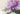 watercolour floral