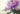 watercolour floral